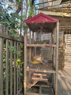 cages for birds/hen