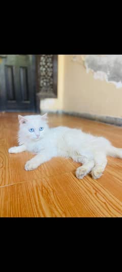 Persian blue eyes