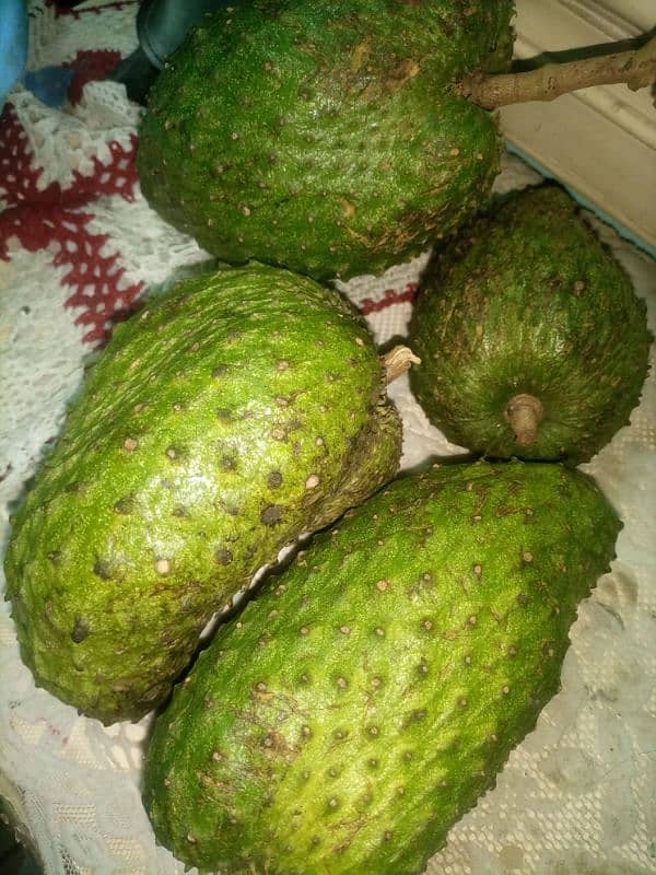 Soursop (Anti Cancer Fruit) 2