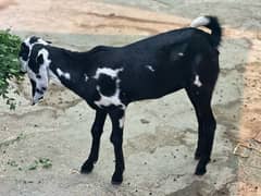 2. bakri. for. sale