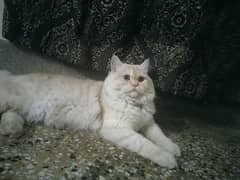 Persian Male fully vaccinated and full active