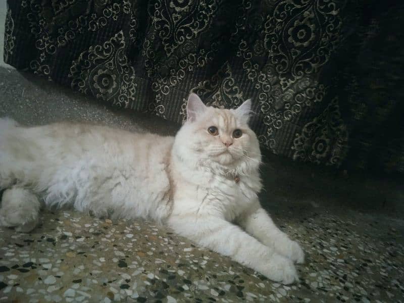 Persian Male fully vaccinated and full active 0