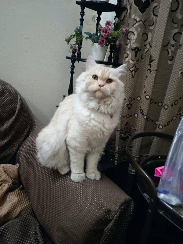 Persian Male fully vaccinated and full active 1