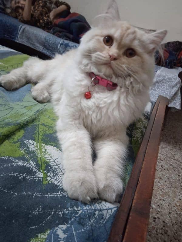 Persian Male fully vaccinated and full active 2