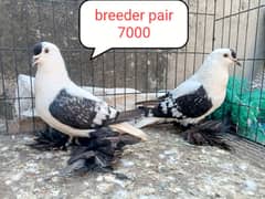 fancy pigeon | kabutar| Jacobin|  frillback saddle | amarican fantail|