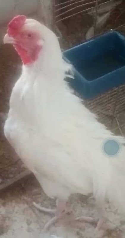 Qandhari Aseel Short Beak Breeder Male Available 1