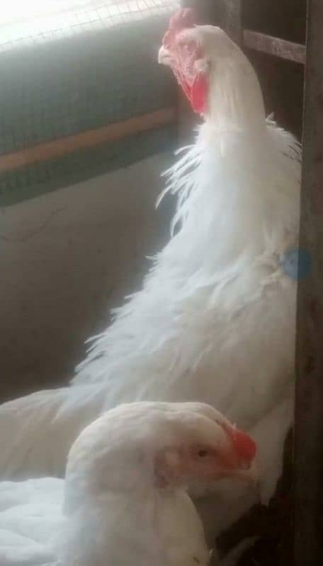 Qandhari Aseel Short Beak Breeder Male Available 2