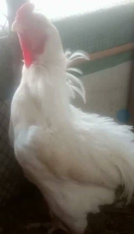 Qandhari Aseel Short Beak Breeder Male Available 3