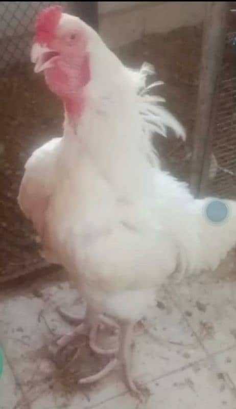 Qandhari Aseel Short Beak Breeder Male Available 4