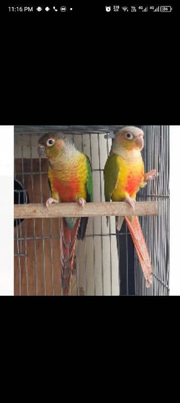 2.5year age granted breedar pair for sale 1