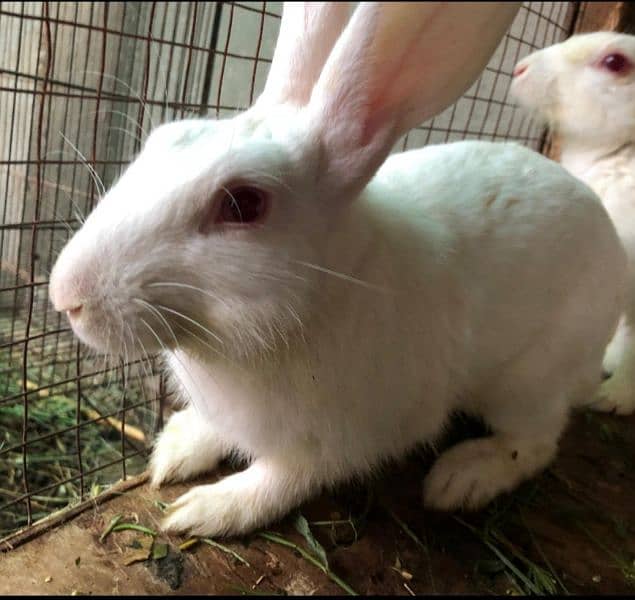 Rabbits | Breeder Piar | Pure White Red Eyes | rabbit for sale 1