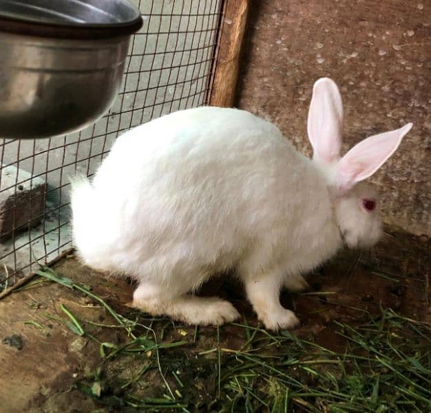 Rabbits | Breeder Piar | Pure White Red Eyes | rabbit for sale 2