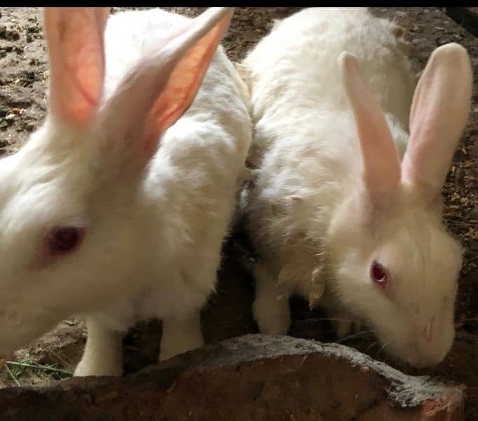 Rabbits | Breeder Piar | Pure White Red Eyes | rabbit for sale 4