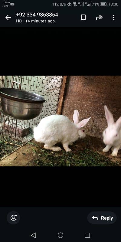 Rabbits | Breeder Piar | Pure White Red Eyes | rabbit for sale 5