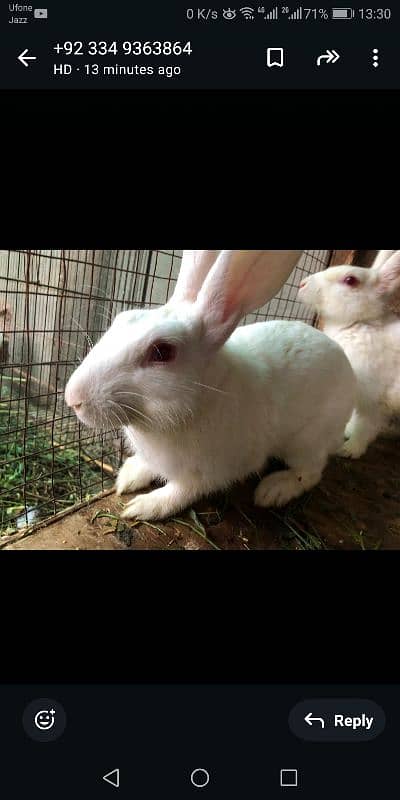 Rabbits | Breeder Piar | Pure White Red Eyes | rabbit for sale 6