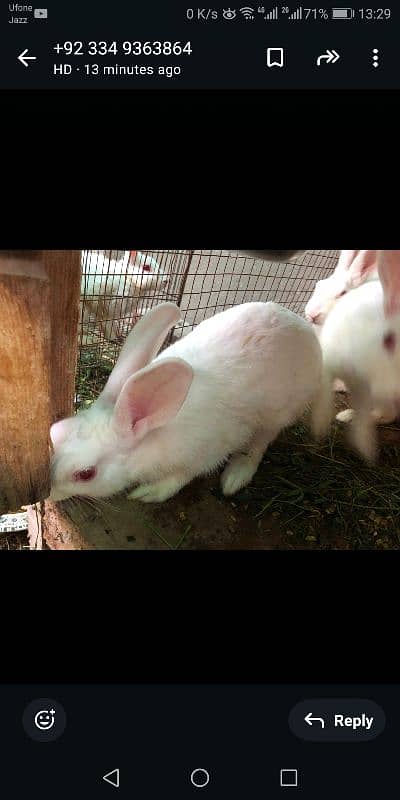 Rabbits | Breeder Piar | Pure White Red Eyes | rabbit for sale 7