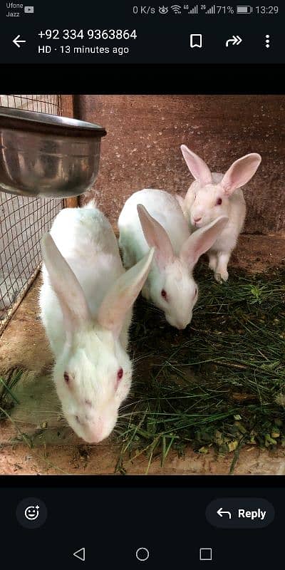 Rabbits | Breeder Piar | Pure White Red Eyes | rabbit for sale 8