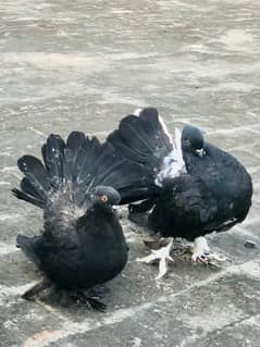 Indian fantail breeder pair black