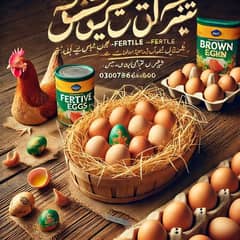 Lohmann Brown  & Duck Eggs