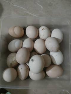 fresh desi Eggs gar ke morgyo kay