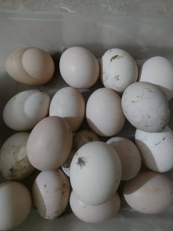 fresh desi Eggs gar ke morgyo kay 1