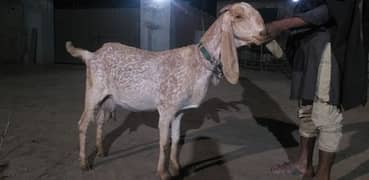 makhi cheni breed