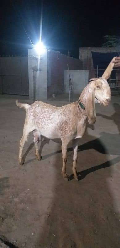 makhi cheni breed 1