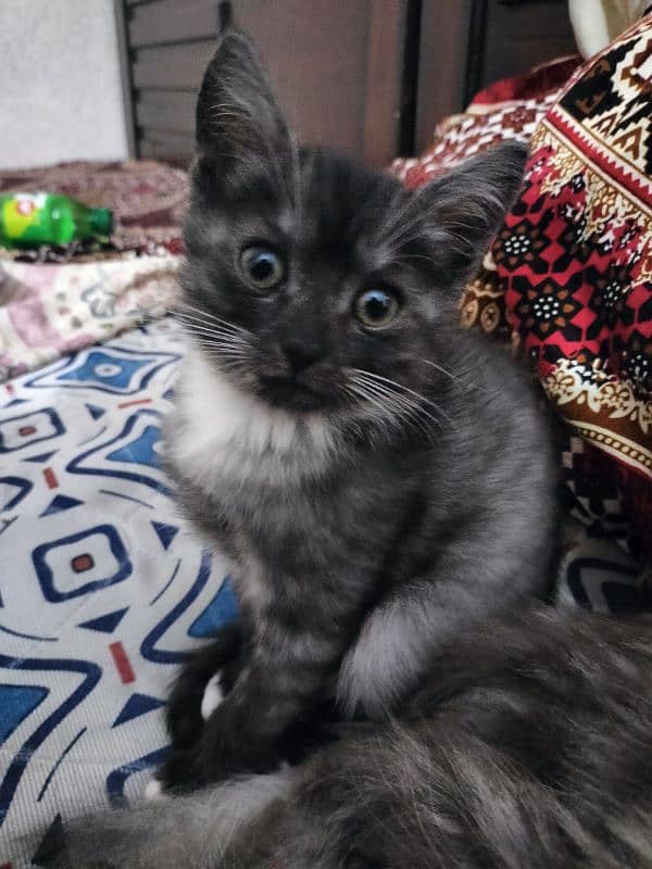 Gray kitten for sale 1