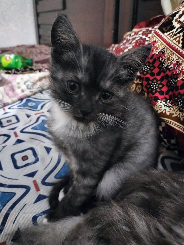 Gray kitten for sale 2