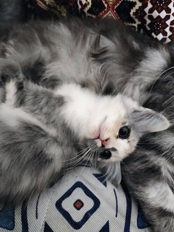 Gray kitten for sale 3