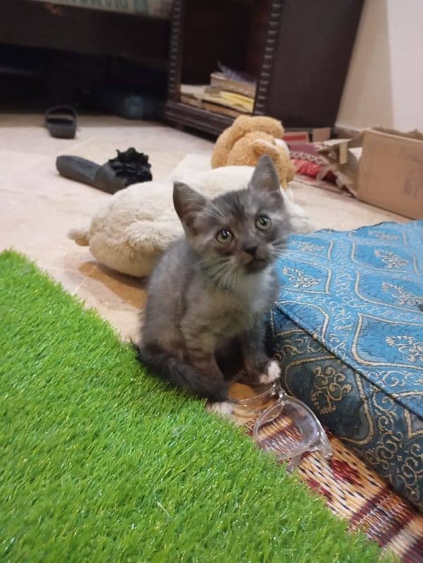 Gray kitten for sale 5