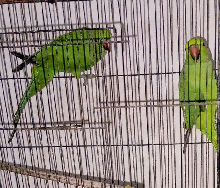 parrots 1