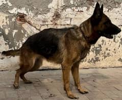 German shepherd