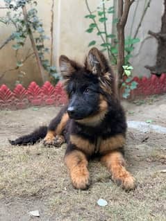 German shepherd Long coat