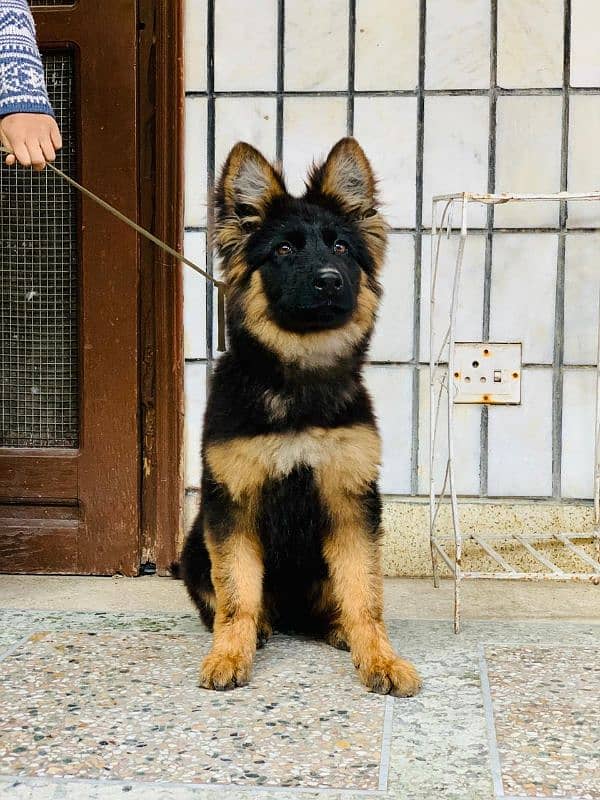 German shepherd Long coat 2