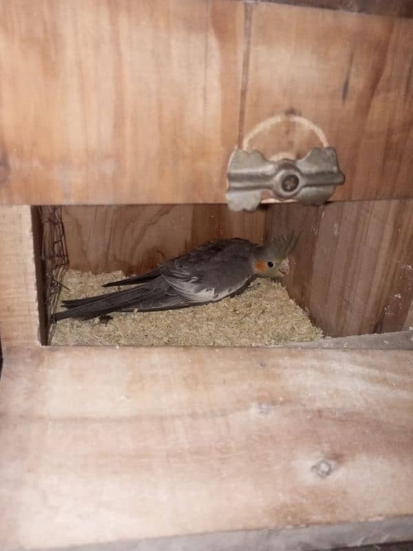 PAIR OF COCKTAIL PARROT WITH 2 MONTH BABY and with big cage 0