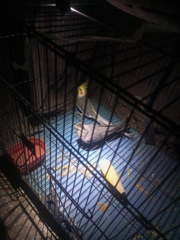 PAIR OF COCKTAIL PARROT WITH 2 MONTH BABY and with big cage 4