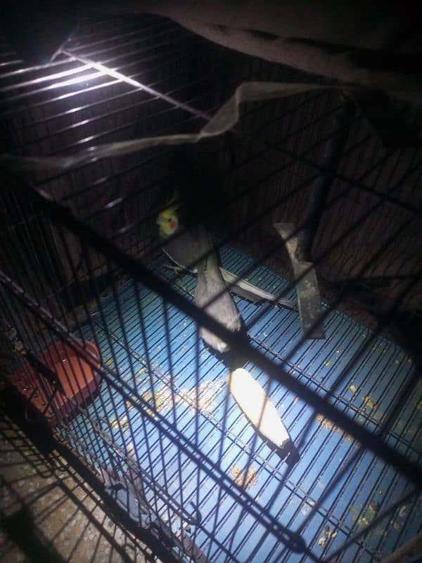 PAIR OF COCKTAIL PARROT WITH 2 MONTH BABY and with big cage 6