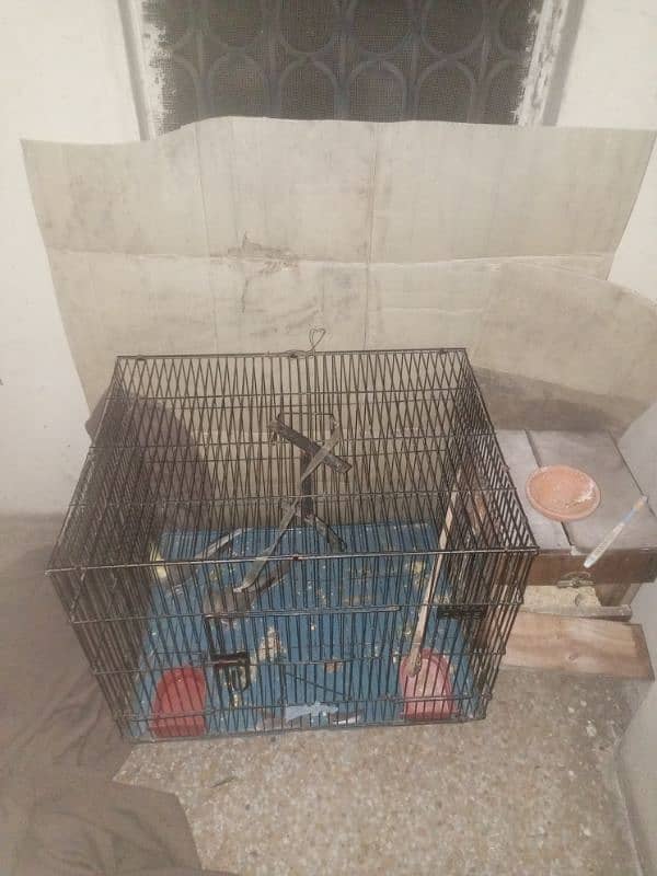 PAIR OF COCKTAIL PARROT WITH 2 MONTH BABY and with big cage 7