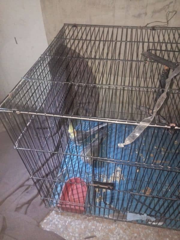 PAIR OF COCKTAIL PARROT WITH 2 MONTH BABY and with big cage 8