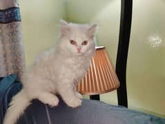 Long Coat Persian Female Kitten.