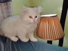 Persian Long Coat Female Kitten.