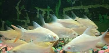 Albino Red Eyes Tinfoil Barbs Available For Sale. .