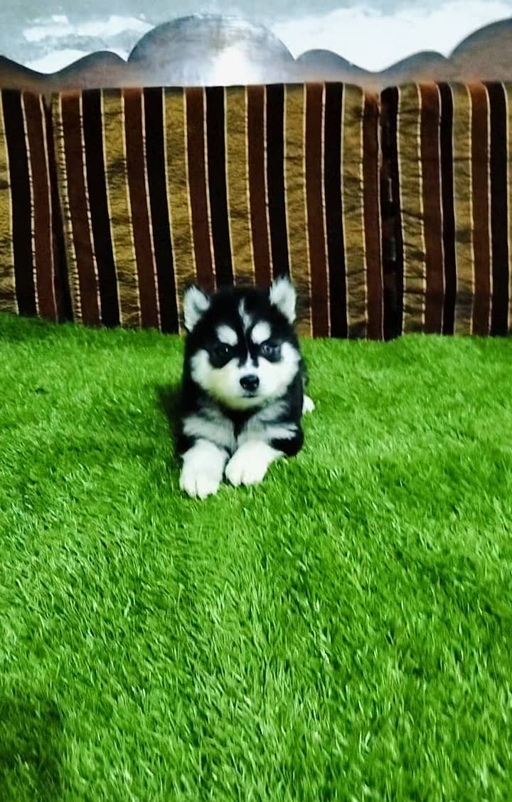 Huskey female puppy 0