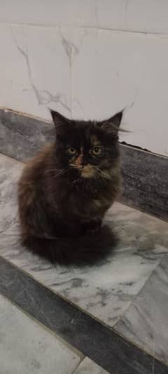 Persian fenale cat 3 Month age for sale