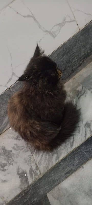 Persian fenale cat 3 Month age for sale 1