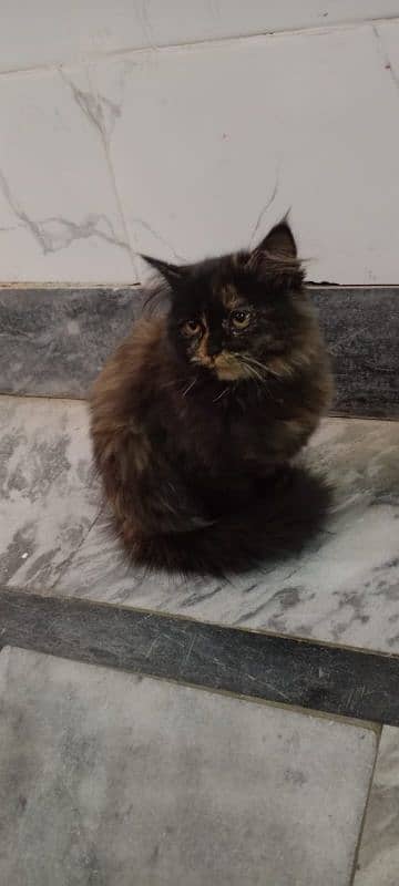 Persian fenale cat 3 Month age for sale 2