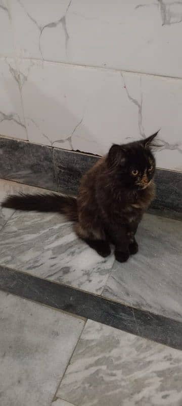 Persian fenale cat 3 Month age for sale 3