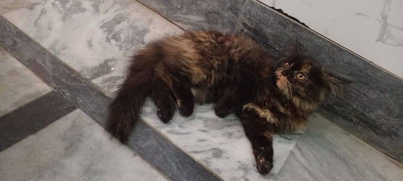 Persian fenale cat 3 Month age for sale 4