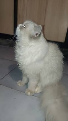 persian cat